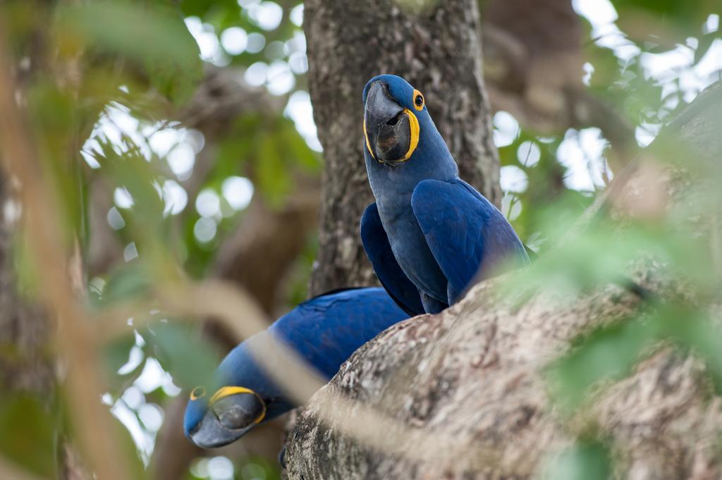 Pousada Araras Pantanal Eco Lodge Carvoalzinho المظهر الخارجي الصورة