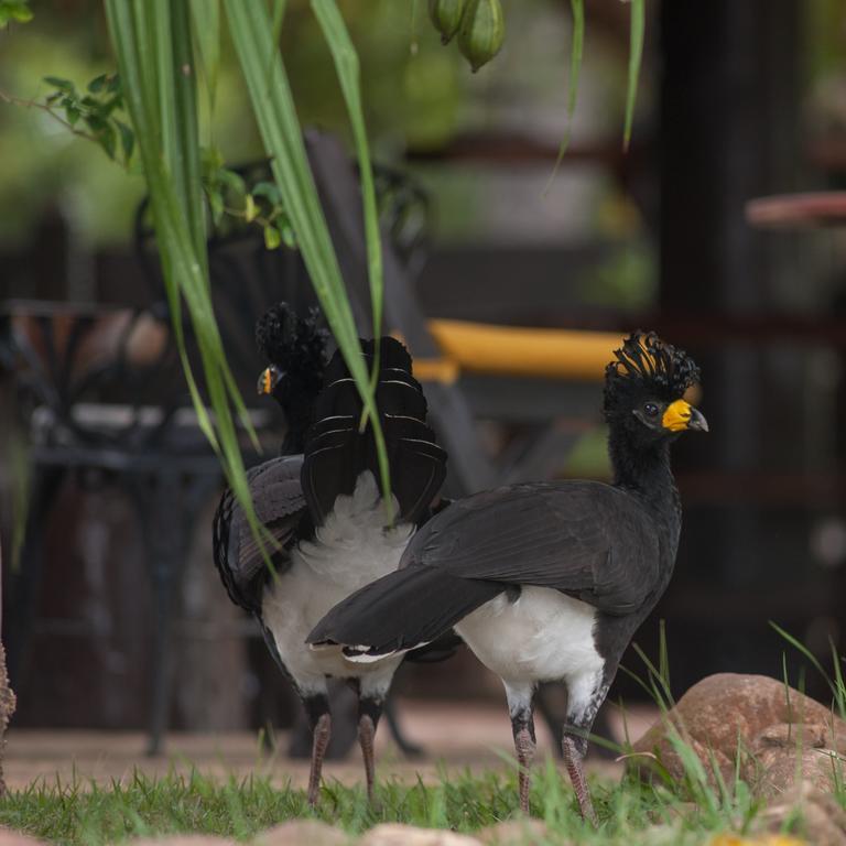 Pousada Araras Pantanal Eco Lodge Carvoalzinho المظهر الخارجي الصورة