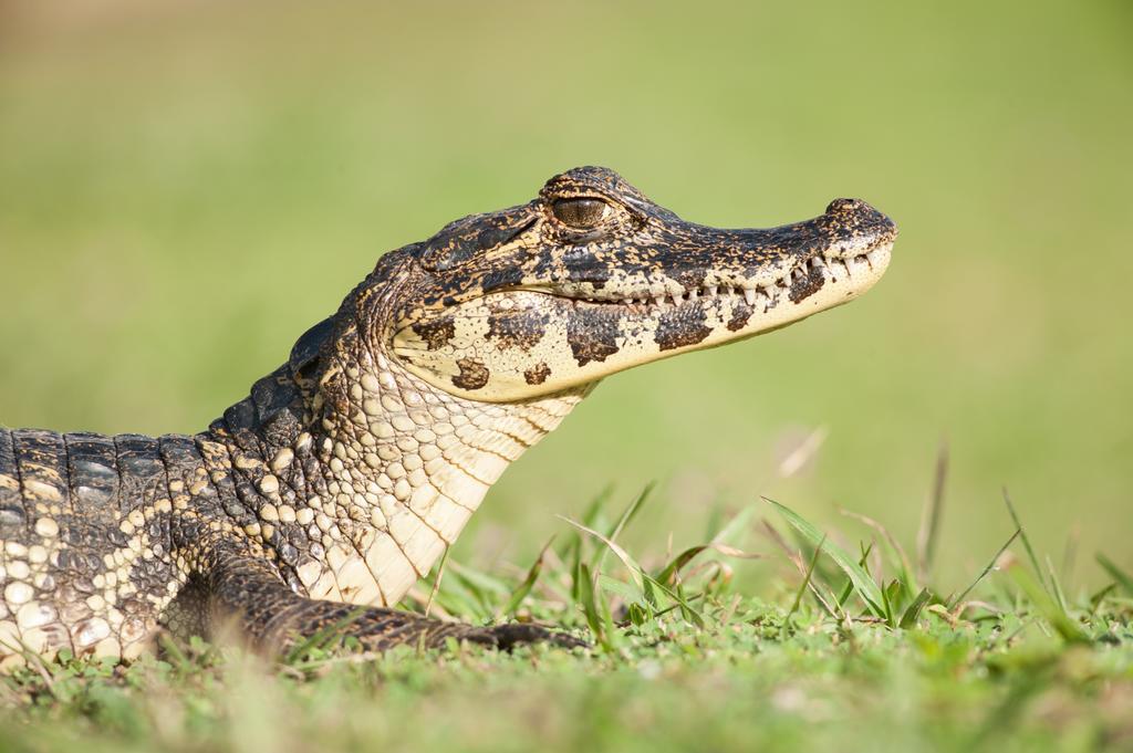 Pousada Araras Pantanal Eco Lodge Carvoalzinho المظهر الخارجي الصورة