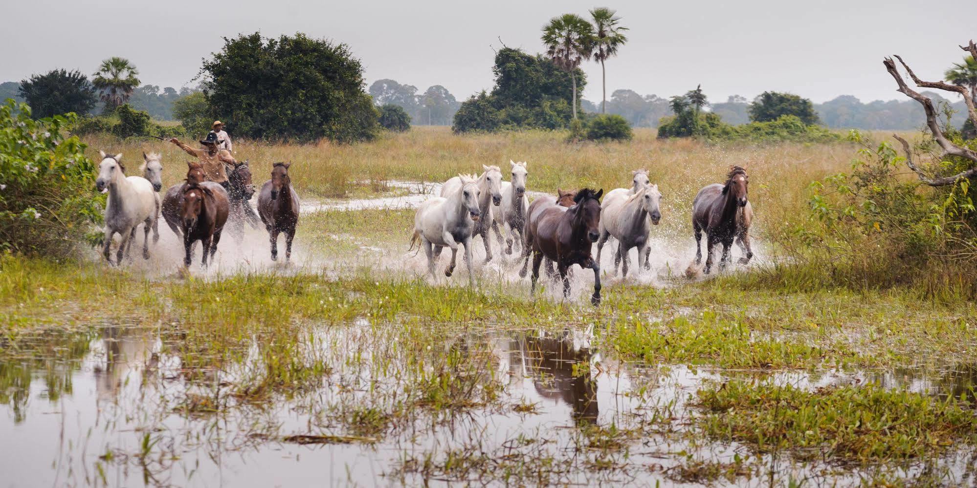 Pousada Araras Pantanal Eco Lodge Carvoalzinho المظهر الخارجي الصورة